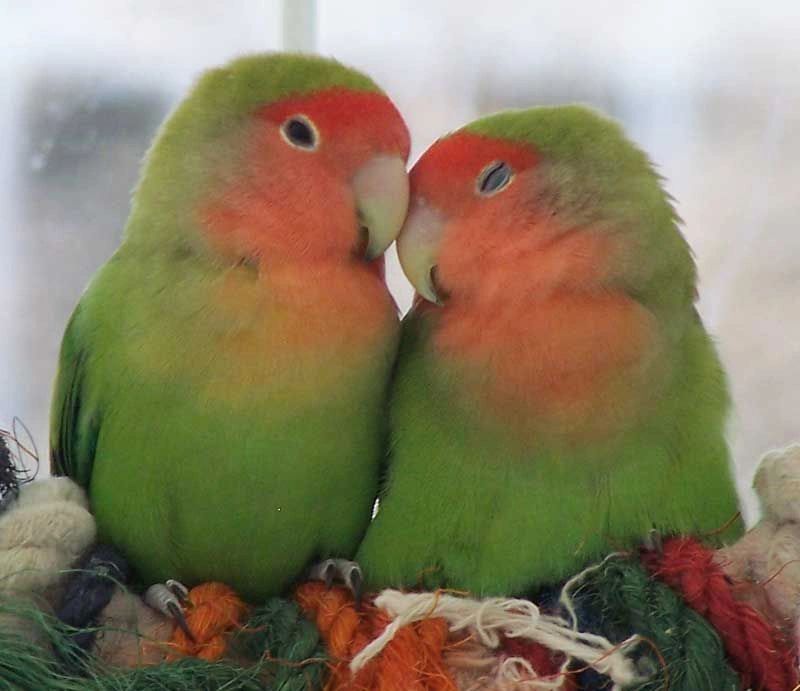 Lovebird price store